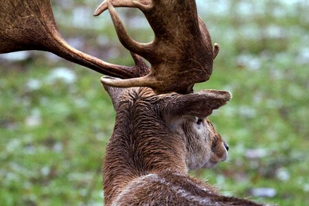 Wild fallow deer nature
