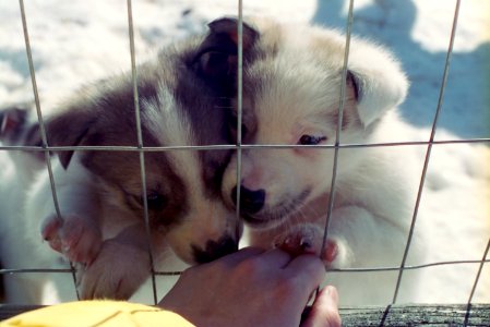 puppies licking hand 2