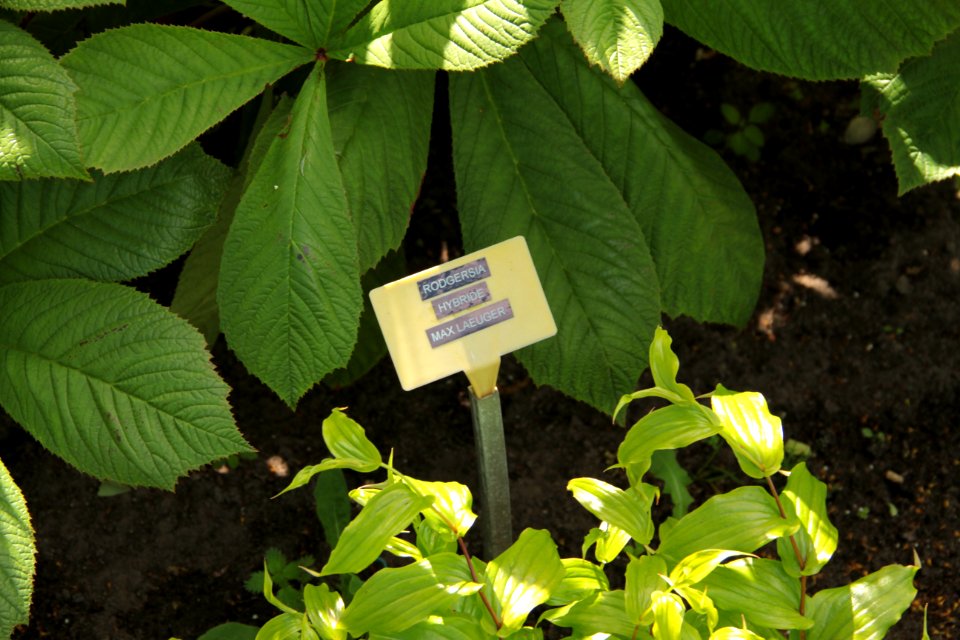 Rodgersia Max Laeuger