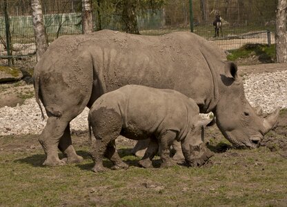 Baby animal mother-child zoo