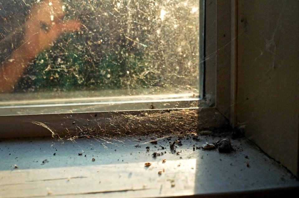 dead bugs window sill