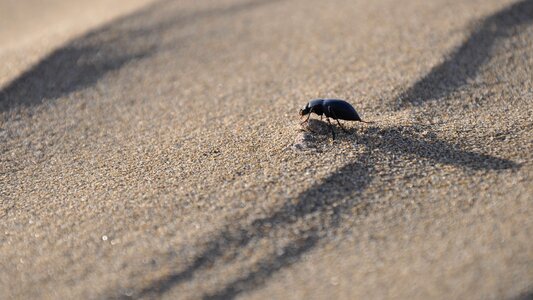 Desert insects beetle