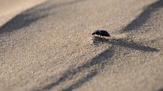 Desert insects beetle photo