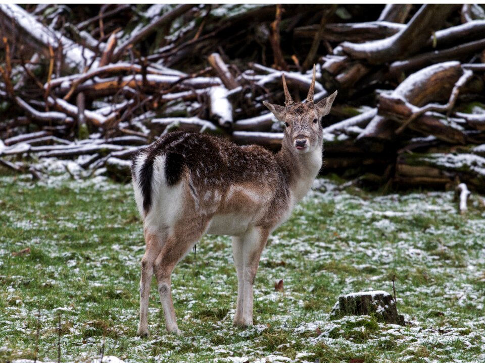 Wild fallow deer red deer