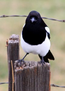 3685 magpie