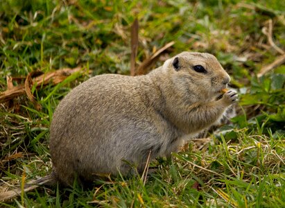 Eat gophers brown