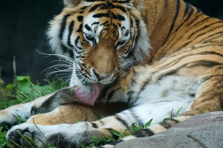 Tiger care predator