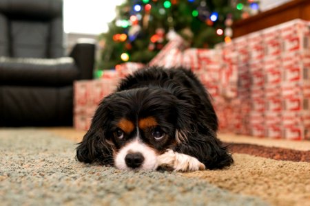 Waiting for Christmas morning to begin...