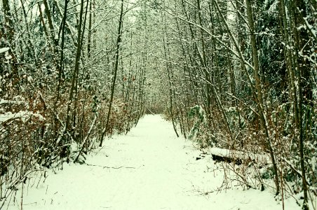 Snowy Path