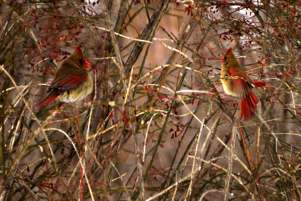 Female Northern Cardinal photo