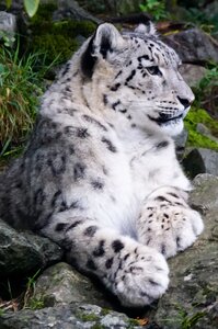 Snow leopard dormant predator photo