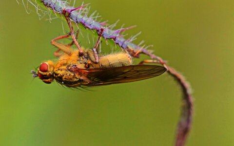 Dung fly spur wing