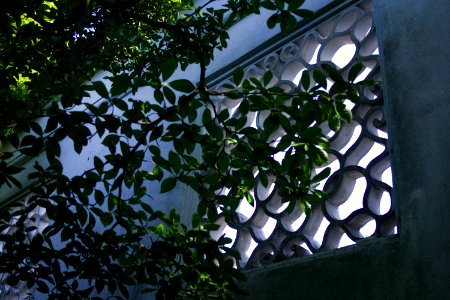 Curly Window