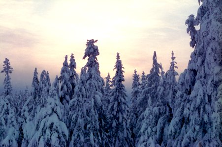 Snowy trees cloudy sunset