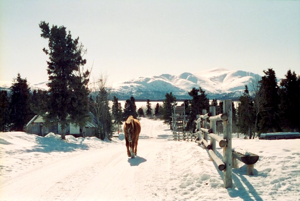 horse on snowy path with mountains, yukon