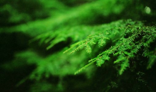 forest tree close up