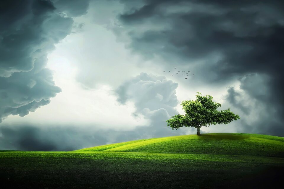 Park green grass