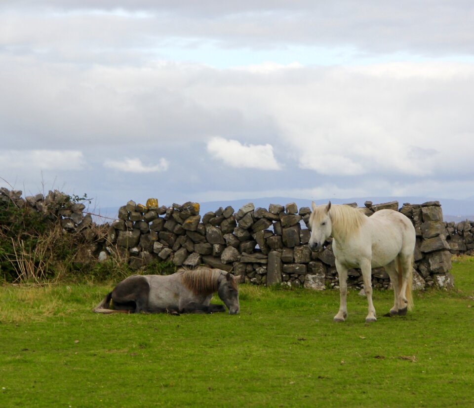 Pasture countryside white horse