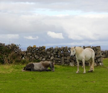 Pasture countryside white horse