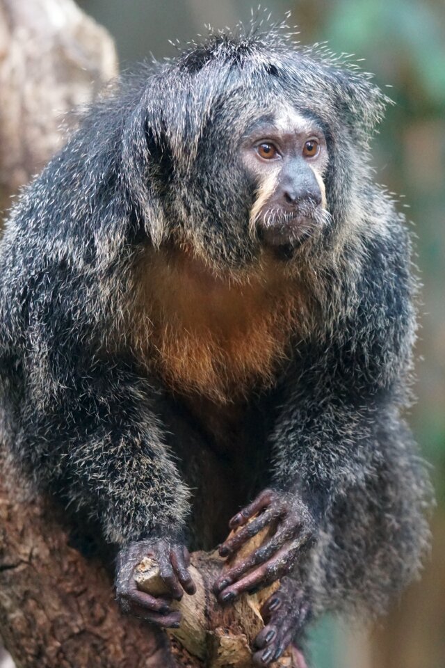 Monkey observing zoo