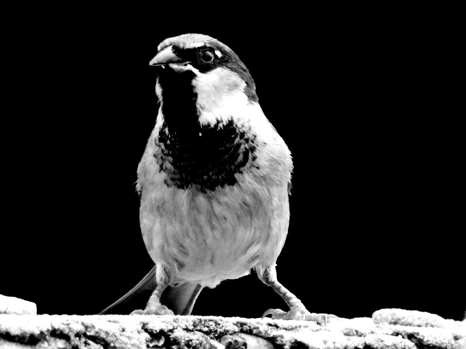 Bird tropical bird sparrow