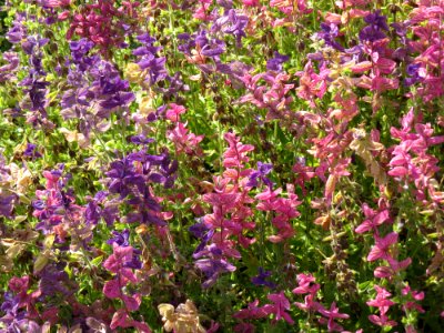 salvia photo