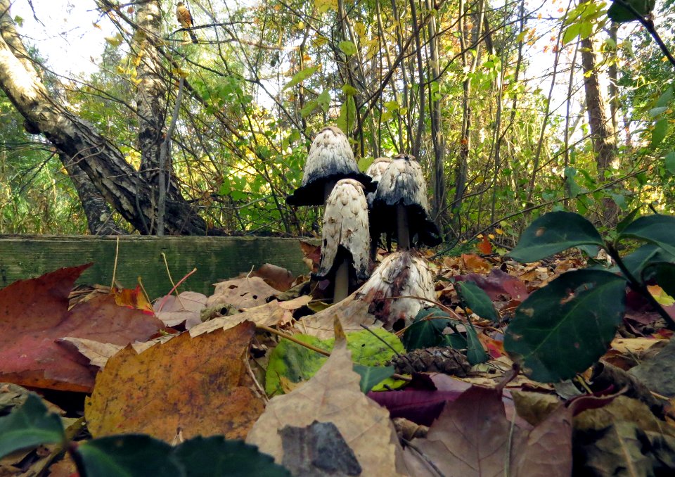 Coprinus comatus & Cooper's hawk