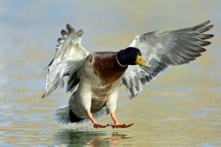 Mallard drake