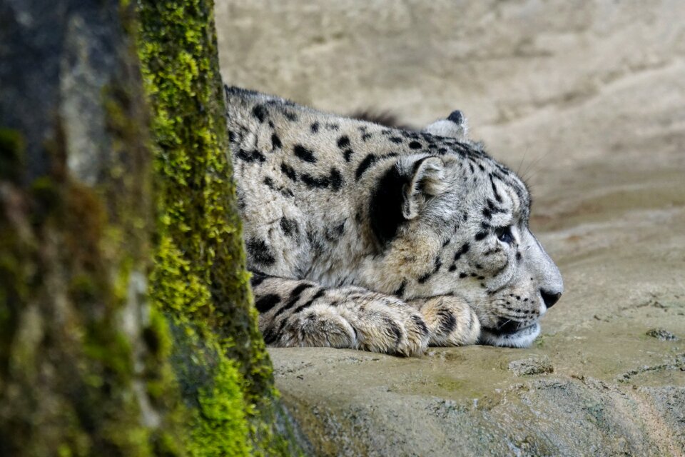 Snow leopard dormant predator