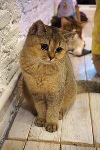 Animals feline domestic animal