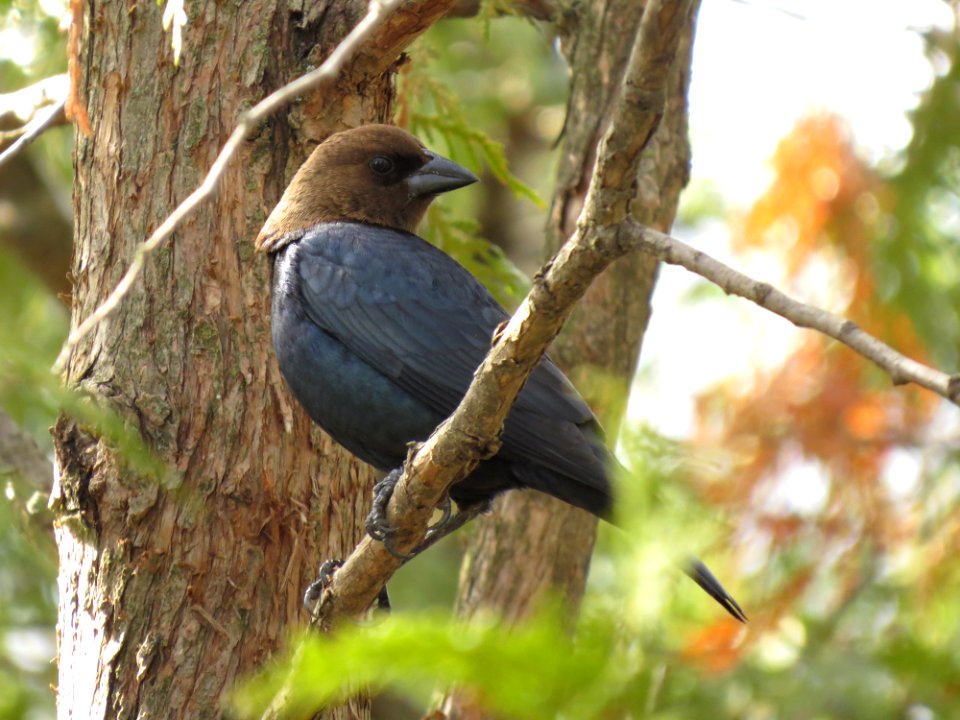 Vacher à tête brune (Molothrus ater) Brown-headed Cowbird