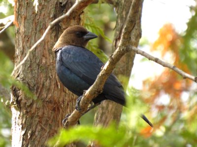 Vacher à tête brune (Molothrus ater) Brown-headed Cowbird