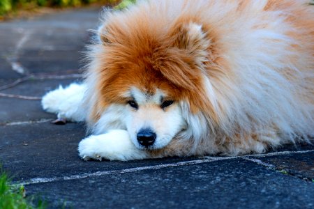 Long Haired Akita solemn. 