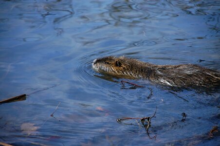 Rat water rat coypu