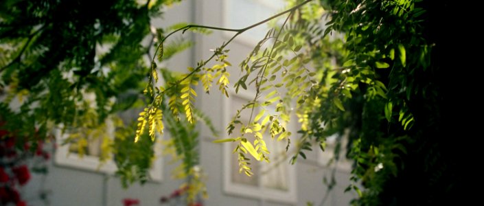 Tree Leaves in Sunlight