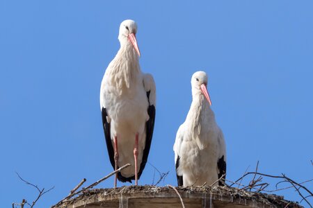 Flying white stork rattle stork