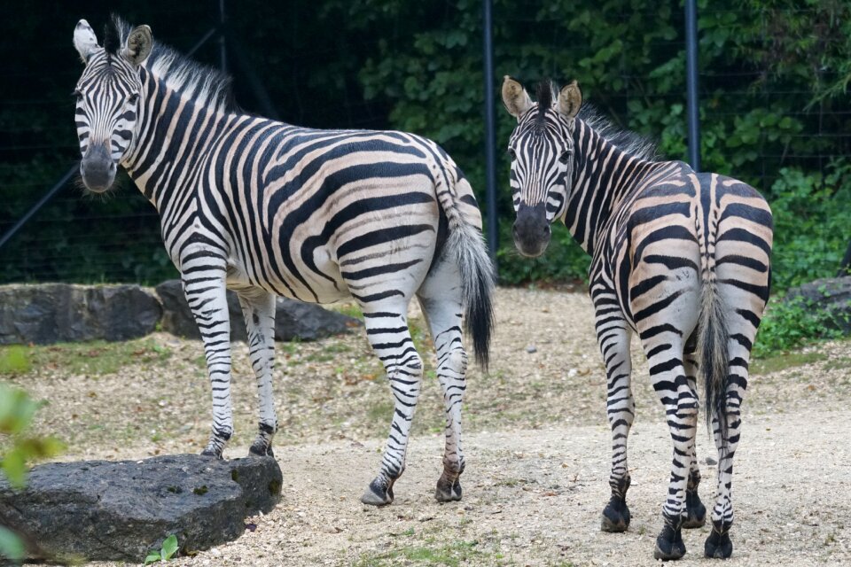 Zebra africa black and white