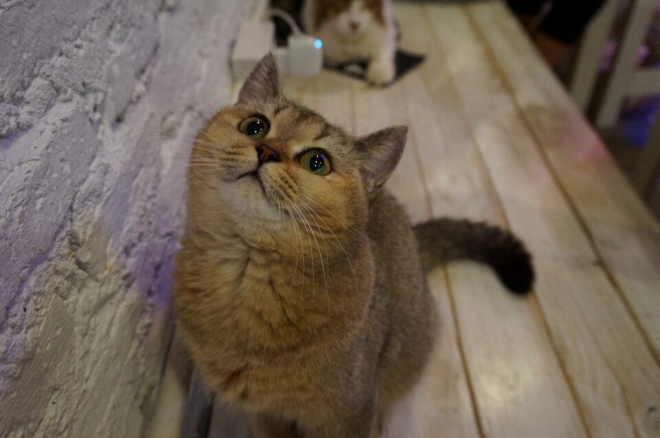 Animals feline domestic animal