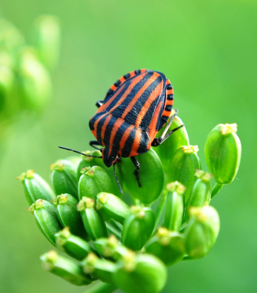 Macro worm summer