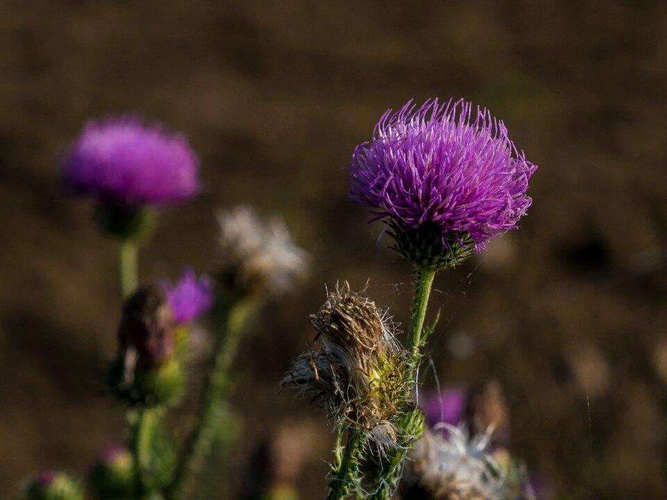 Wild flower blossom bloom