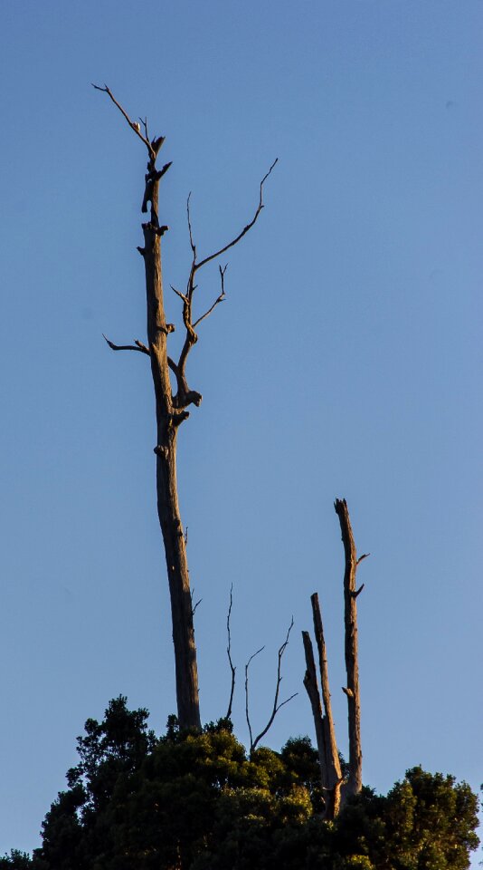 Gum tree trees silhouette