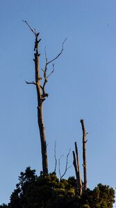 Gum tree trees silhouette