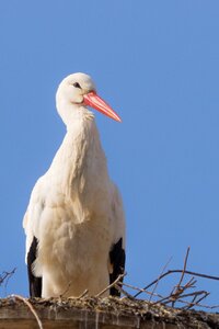 Flying white stork rattle stork photo