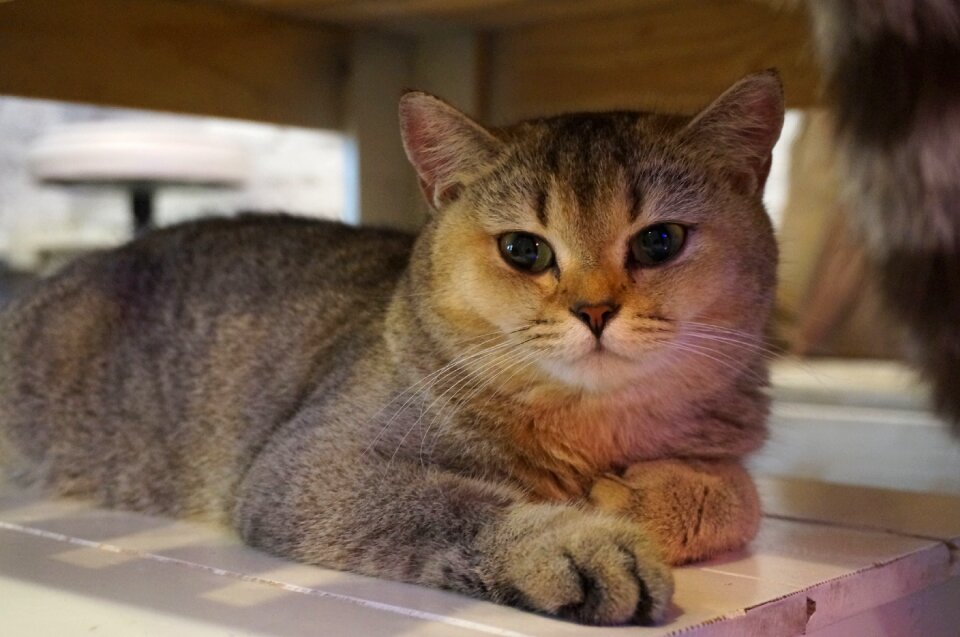 Animals feline domestic animal