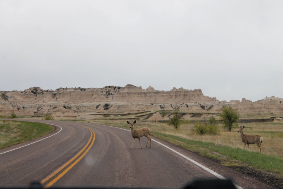 Western Mule Deer