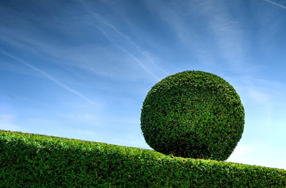 Sky nature garden
