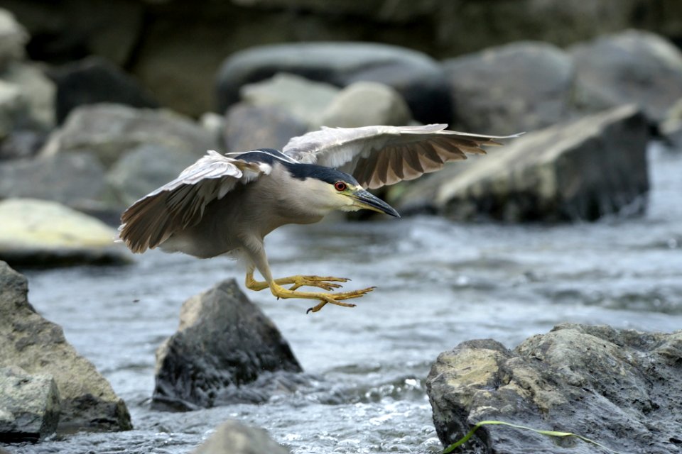 Black crowned heron
