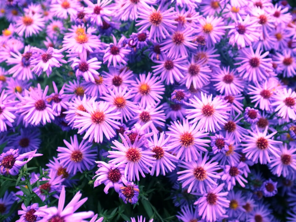 Purple wind garden flower bed