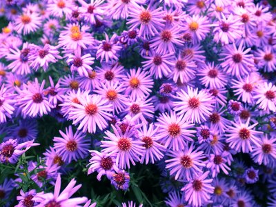 Purple wind garden flower bed