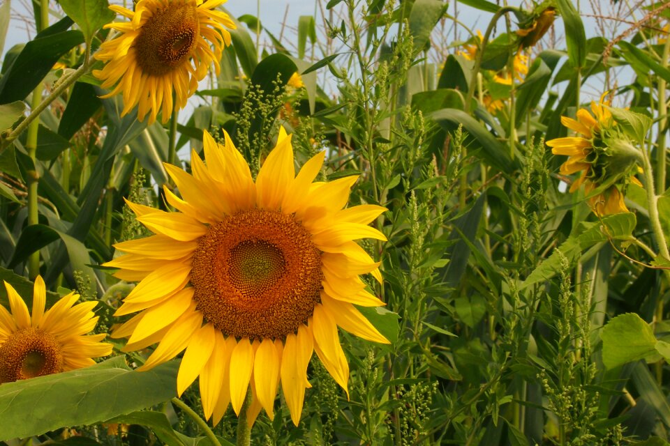 Sun summer yellow